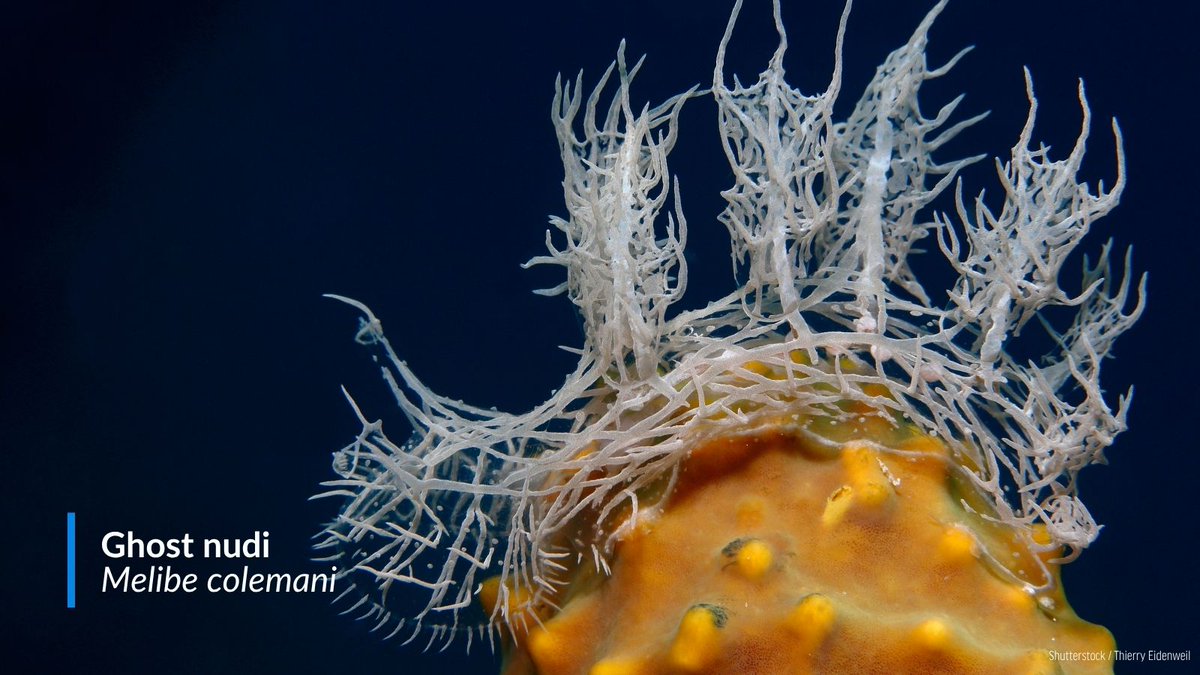 oceana's tweet photo. #LOOKAGAIN: All of these ocean wonders are ANIMALS, not PLANTS! 🤯

Beneath the waves, animals look a little different from what we're used to on land. Sea sponges, corals, and sea anemones are just a few kinds of the mind-boggling animals that are commonly mistaken for plants. https://t.co/mlfyFM0SoS