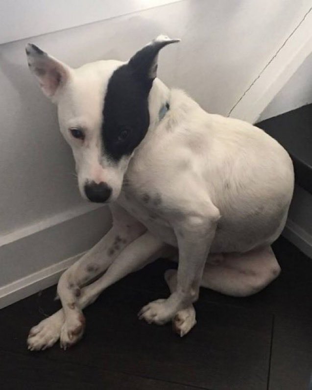 Indie5051's tweet photo. Mujer que tenía miedo de los perros adoptó un perrito que tenía miedo de los humanos, y los dos terminaron ayudándose mutuamente a superar sus miedos. https://t.co/vHY9Oc9xpZ