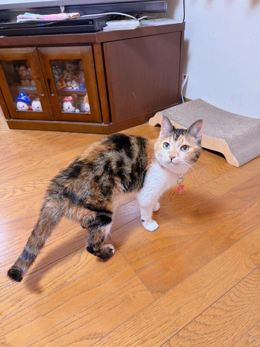 あめちゃん🐱 on X: 