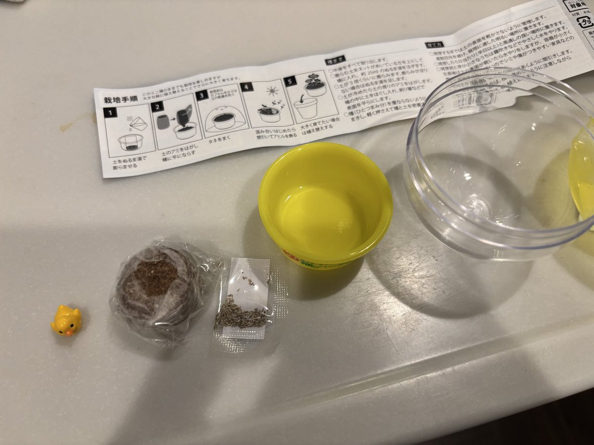 shiyoh's tweet photo. お友達にもらった、ガチャの「ゆ桶でハーブ栽培」カモミールでした！
間引きしなきゃ行けないレベルの発芽率(これでも半分しか蒔かなかった)楽しみ！ https://t.co/sHuhQEf26l
