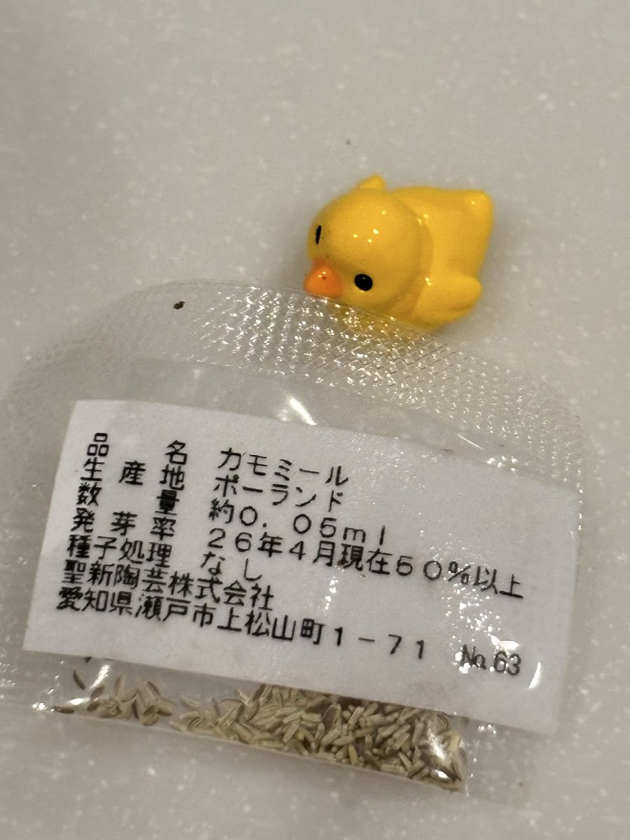 shiyoh's tweet photo. お友達にもらった、ガチャの「ゆ桶でハーブ栽培」カモミールでした！
間引きしなきゃ行けないレベルの発芽率(これでも半分しか蒔かなかった)楽しみ！ https://t.co/sHuhQEf26l