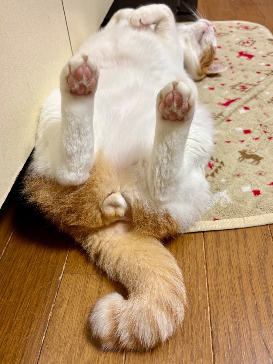 yopich_'s tweet photo. ファンサの方向性を間違えた猫。 https://t.co/sXdi2cAWfb