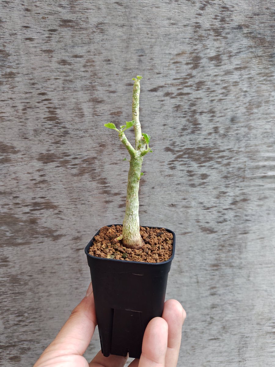 omame_plants's tweet photo. Dorstenia gypsopghila

アフリカの角の先端
Somalia Bari Provに自生している大型ドルステニアです
成長は遅くゆっくり省エネで成長します

独特の肌質感がエキゾチックなのだ

#オマメプランツ #多肉植物 #京都 #多肉植物販売 #サボテン https://t.co/QQqsgpnsFt