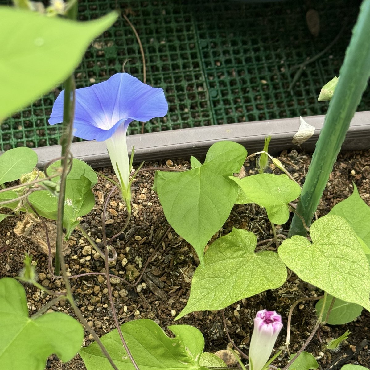 okuchan8115's tweet photo. 朝顔の花が今頃咲いて https://t.co/9nbcnBYrS1
