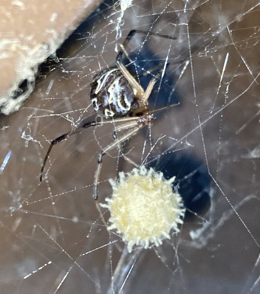MisaelR69197997's tweet photo. Latrodectus geometricus (Araña viuda marrón) en la dulce espera! https://t.co/0v11NBa28l