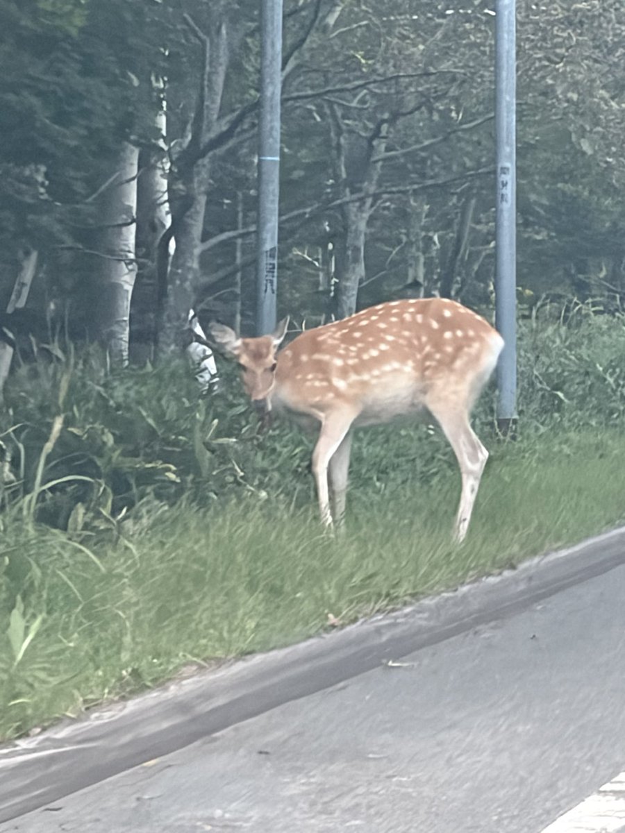 syamojiday's tweet photo. 知床当たり前のように鹿めっちゃいる
キツネも見た
今の所まだ熊には遭遇してない https://t.co/o3kNoaziDo
