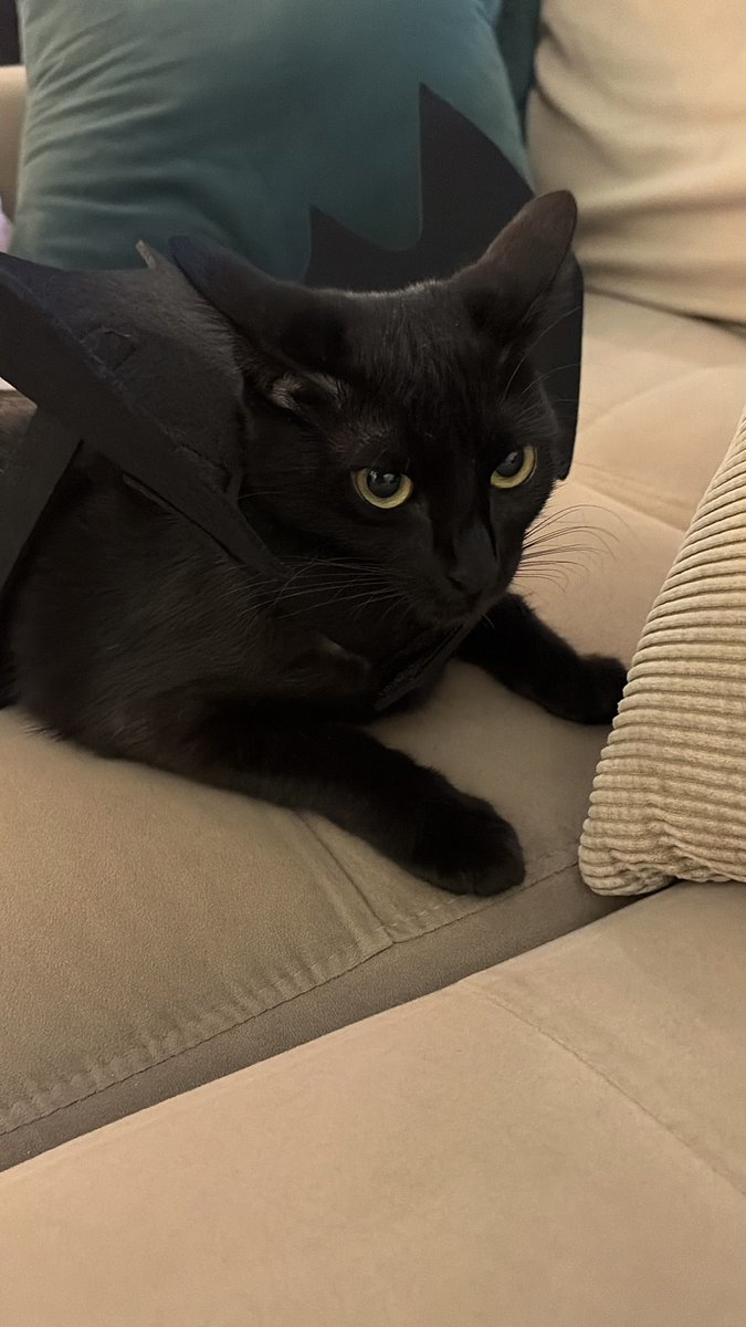 gabifazendinha's tweet photo. voce abriria a porta dia 31 de outubro pra essa gata bobona ? https://t.co/SEvqo8R1I8