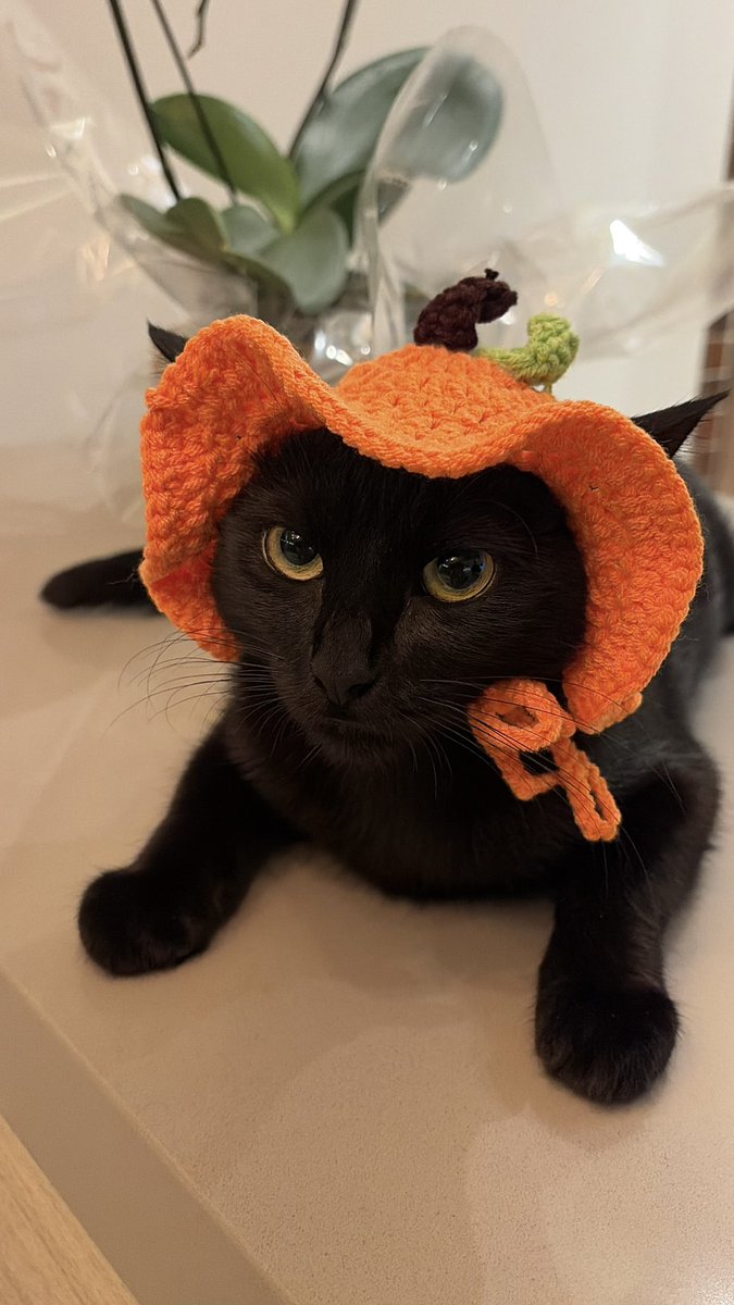 gabifazendinha's tweet photo. voce abriria a porta dia 31 de outubro pra essa gata bobona ? https://t.co/SEvqo8R1I8