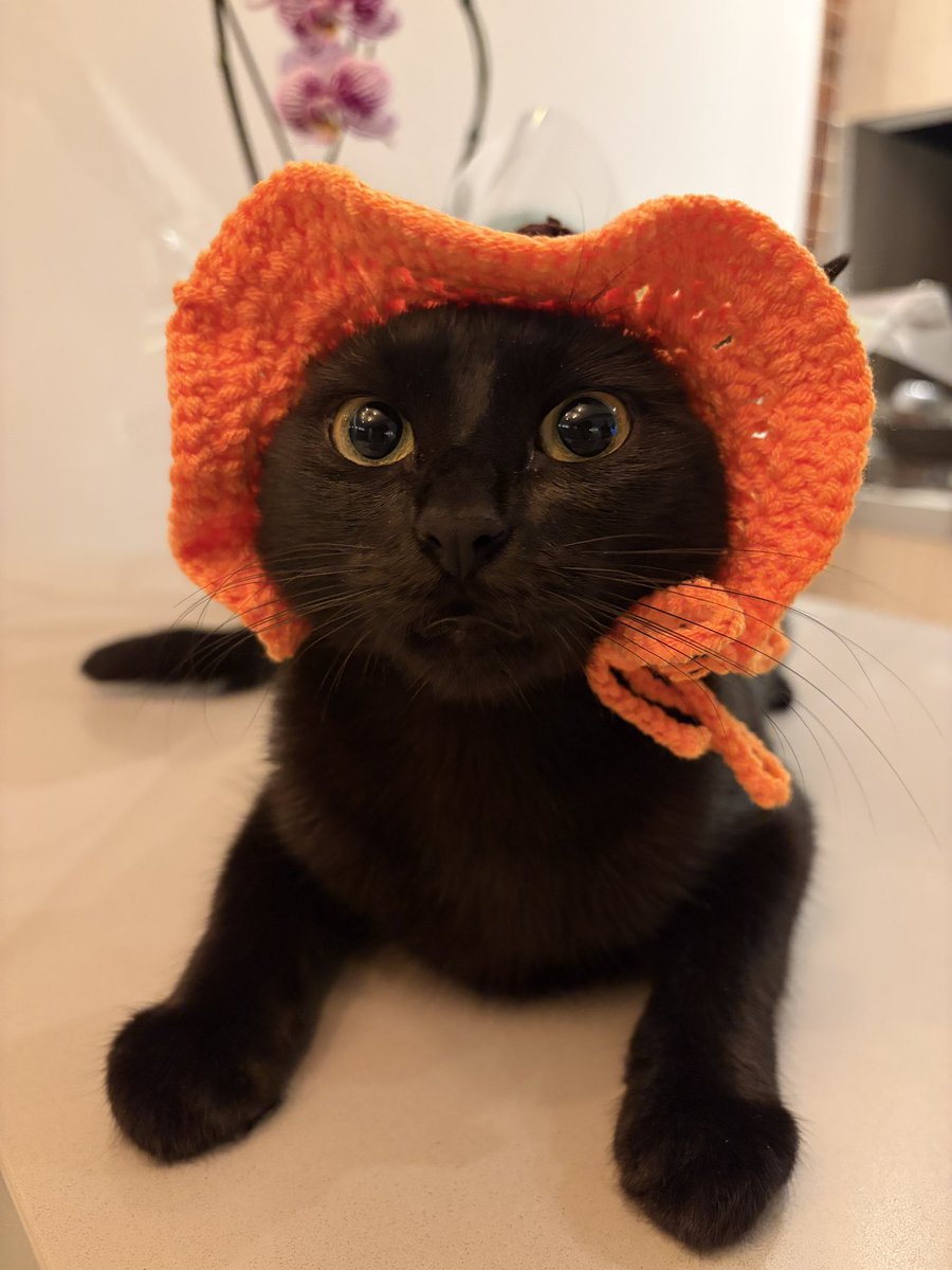 gabifazendinha's tweet photo. voce abriria a porta dia 31 de outubro pra essa gata bobona ? https://t.co/SEvqo8R1I8