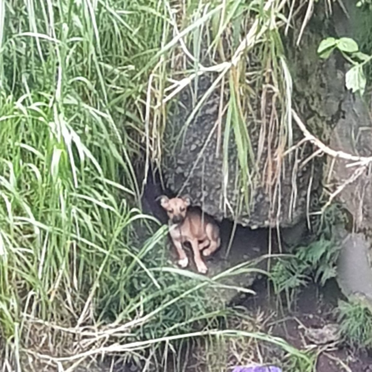 GoodFortunResSV's tweet photo. Maxima Urgencia! 😭😳
Nos reportan a este bebito! esta atrapado en la quebrada por el Colegio Emiliani en San Salvador. 
Alguien le podria ayudar? 
@BomberosSV 
@DameTuPatasv 
@fundacionhuelli 
@poupee169 
@SusanaDeras1 
@PNCSV https://t.co/qSNIYJm04c