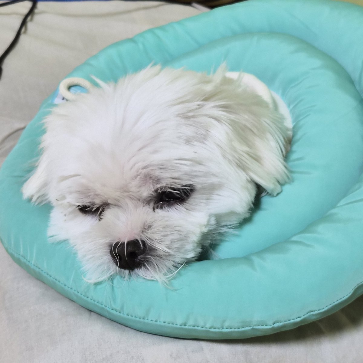 R4NBBIT's tweet photo. @Yuhann__ ㅋㅋㅋㅋ산책하기 딱 좋은 날씨긴 하네
오늘 아침 찍은 호두를 드립니다 https://t.co/3sN9MRNVSI