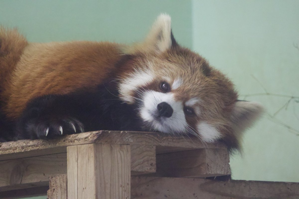 chi_animals's tweet photo. おはようございます☀️ https://t.co/gdgpufEC6p