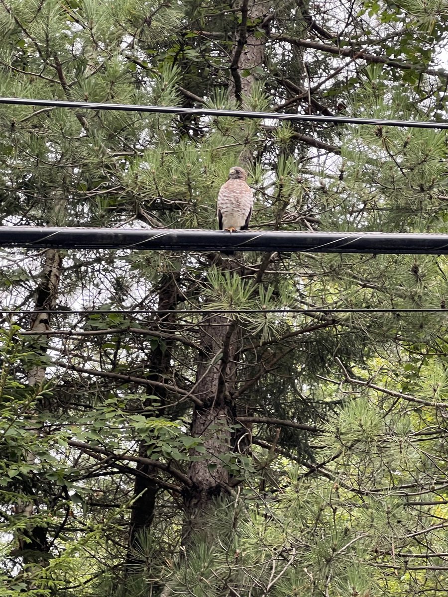 VermonsterWx's tweet photo. A broad winged hawk on the hunt… https://t.co/G396xgmgwj