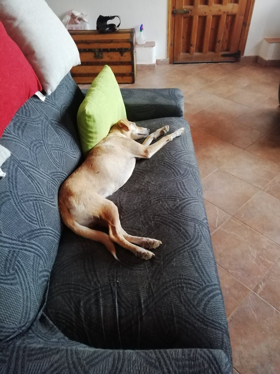 DogsLifeHQ's tweet photo. Well, that's enough for me.
Siesta time!😎

#ItsADogsLife #DogRescue #RescueDog #RescueDogs #DogLovers #DogOwners #DogLife #DogWellbeing #Crete #CreteGreece #Greece #GreekIslands #AdoptDontShop #RescueDogStory #DogsOfGreece #DogsOfCrete https://t.co/g01fA41Wji