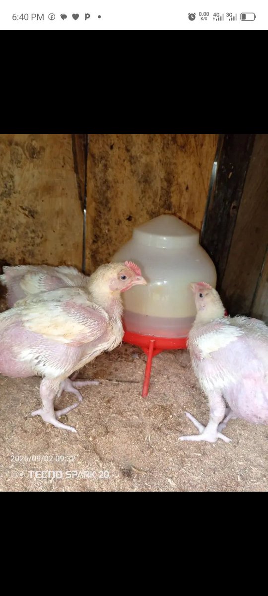 Biaelelebabari's tweet photo. This is 3 weeks old broiler preparing for marketing. https://t.co/XxioeF43jL