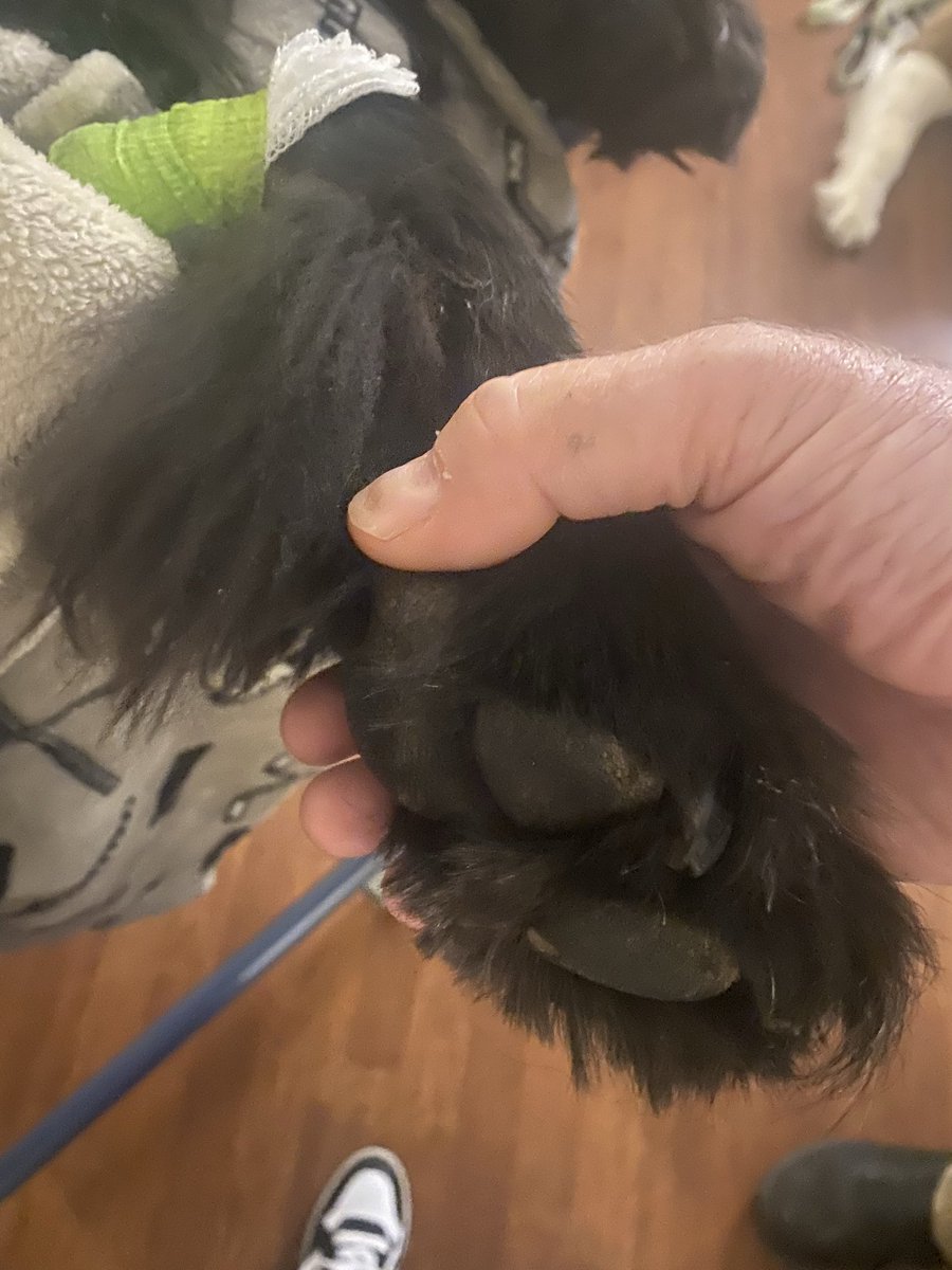 KristenFrame1's tweet photo. Dear frens: Archie passed today with his Mum &amp; Dad with him, He declined very rapidly &amp; had substantial blood loss, bp &amp; heart crisis as a result of internal illness. He received several rounds of pain meds &amp; attempts to save him. We had to release him from his pain. https://t.co/r50ZiqBbWH