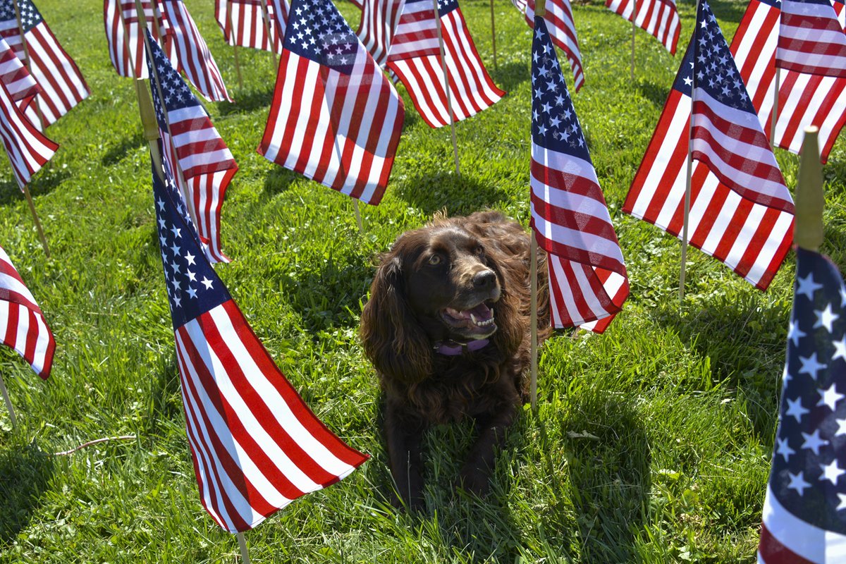 DAVHQ's tweet photo. We may have four paws, but we know a good cause when we see one. Our humans at Allie's Walkabout joined DAV Field of Flags to honor local veterans, and we were proud to lend a paw.

Read our story and see how our doggy daycare is helping those who served ➡️ https://t.co/YbakKWh2KE.