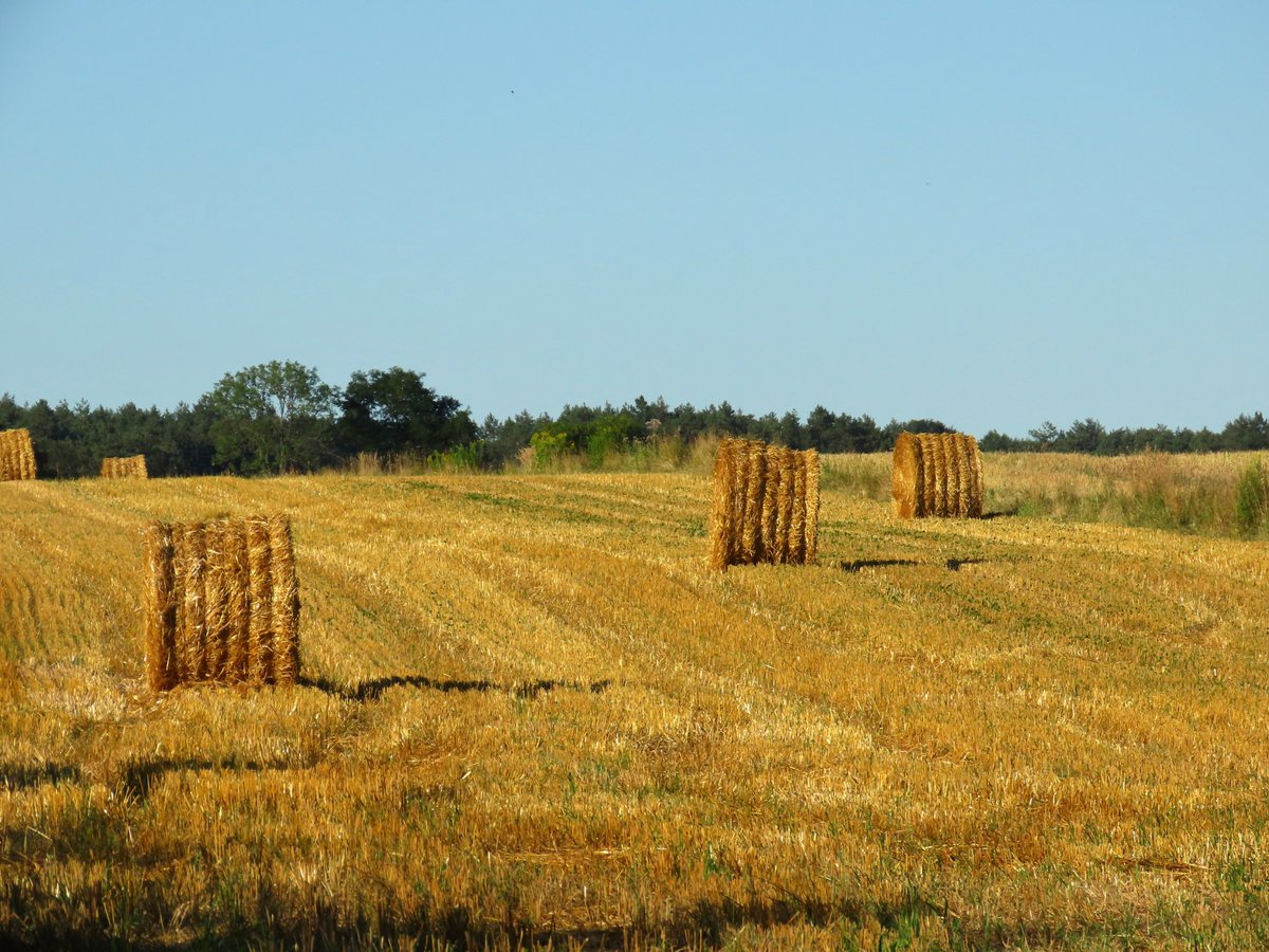 ZRoztocza's tweet photo. Przeminęło lato,susza nie spotykana od lat ☀️. https://t.co/WUubEWRkme