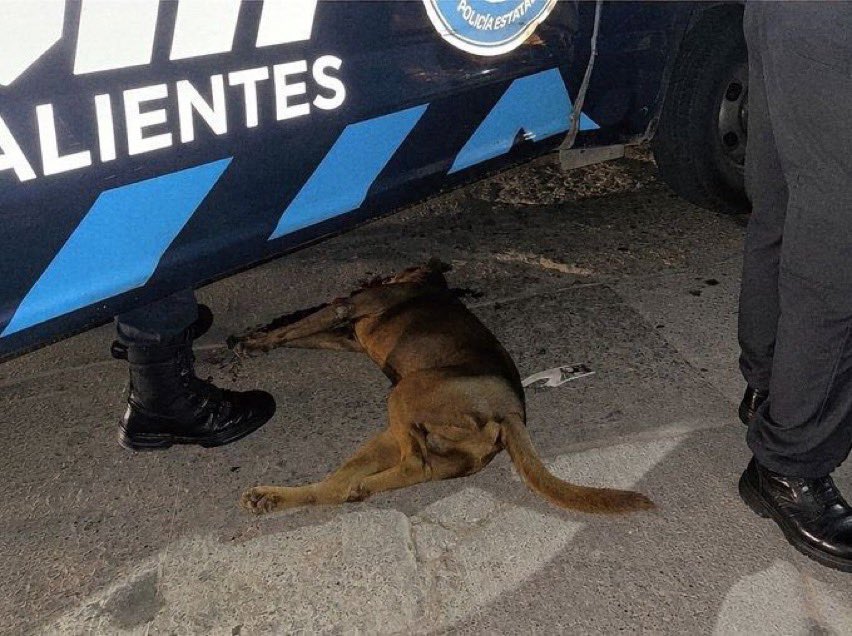 LuisCardenasMx's tweet photo. 🐕 Policía mata de un disparo a Canelo frente a su familia en Aguascalientes

Un elemento de la Policía Estatal de #Aguascalientes disparó a corta distancia contra Canelo, un perro que, según testigos, había mordido y jalado el pantalón de una agente antes de soltarla.

El policía sacó su arma y le disparó en la cabeza. Canelo murió frente a su familia, incluidas dos niñas menores de 10 años.

El caso ha puesto bajo cuestionamiento la actuación policial y los protocolos para responder ante incidentes con animales, así como la capacitación que reciben los elementos de seguridad. Información @alfredolez