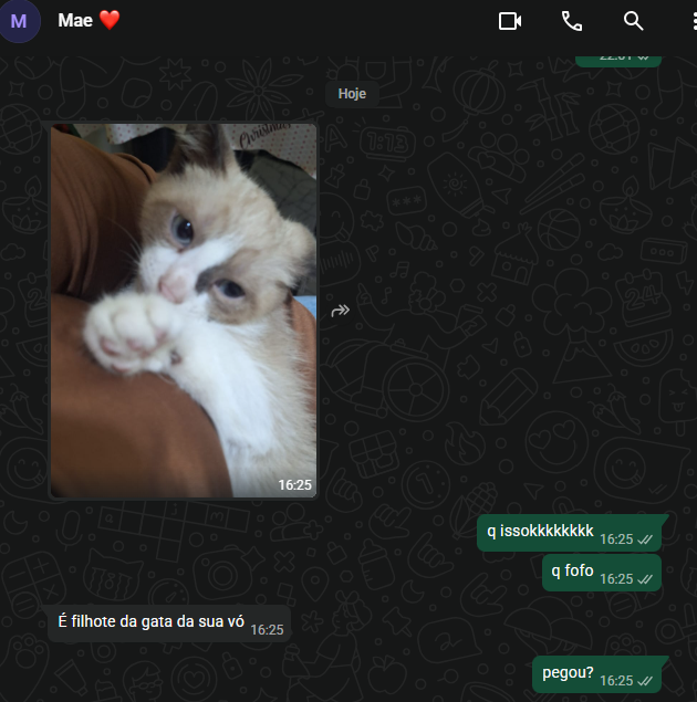 w2yjk0's tweet photo. eu quero esse gato pra mim serio https://t.co/QQhkRM3wUb