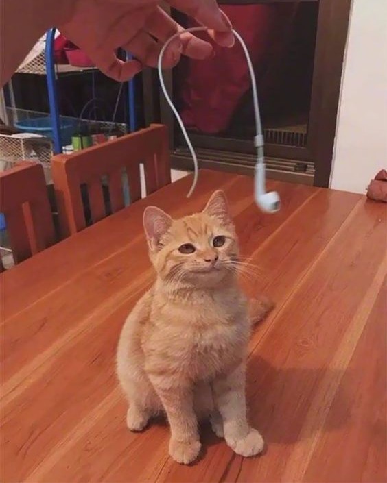 PunchingCat's tweet photo. https://t.co/aqoTrrtgCv