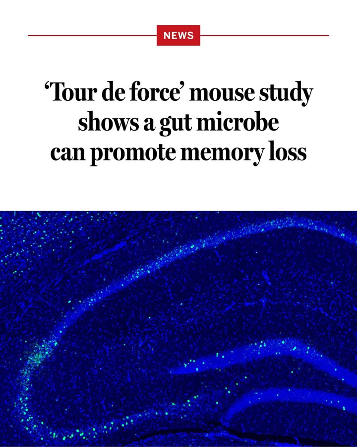 ScienceMagazine's tweet photo. Scientists have plenty of ideas about why aging impairs memory. Reductions in blood flow in the brain, shrinking brain volume, and malfunctioning neural repair systems have all been blamed. Research in mice points to another possible culprit: microbes in the gut.

A study from earlier this year shows how a bacterium that is particularly common in older animals can drive memory loss. This microbe makes compounds that impair signaling along neurons connecting the gut with the brain, dampening activity in brain regions associated with learning and memory, the team found.

Learn more: https://t.co/OiRg1Uri8z @NewsfromScience