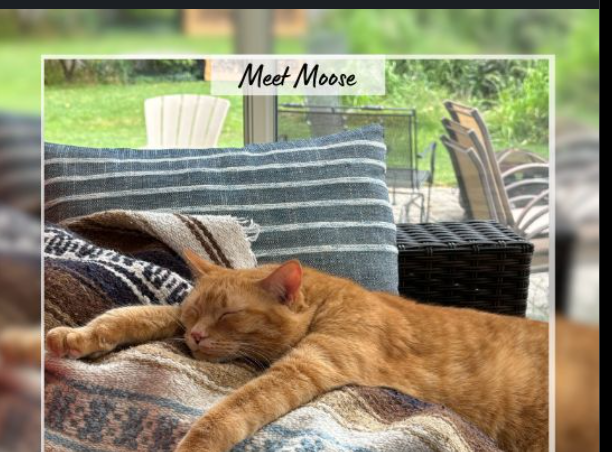 TheGreatDev22's tweet photo. I might just found something insane!

This is official cat of robinhood offices this ICPSR is one of under companies from robinhood... they uploaded this 2 days ago and nobody saw it as its on linkedin!

https://t.co/879s0pc8uL https://t.co/CBMLF3Yxrp