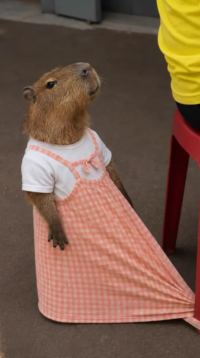 xのカピバラ (@CapybarasOnX) / X