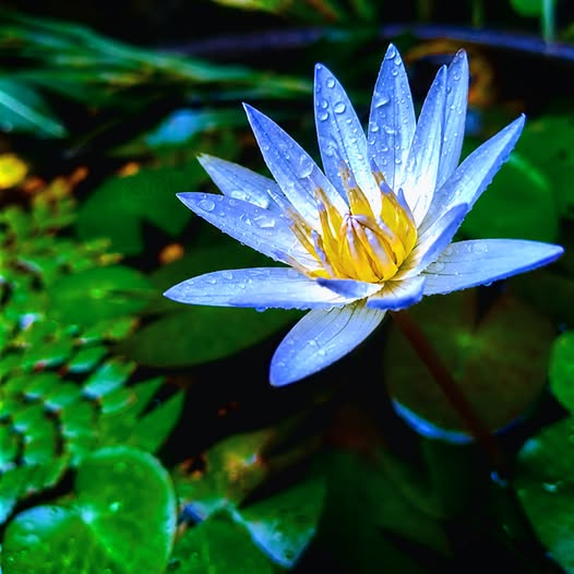 asirilanka88's tweet photo. Morning Dew &amp; White Petals 💧  Captured this white water lily blooming perfectly among the green pads. The fresh water droplets resting on the petals add a refreshing and pure touch to the bright yellow center. Taking a moment to appreciate these simple, https://t.co/zUeVKRkNUm