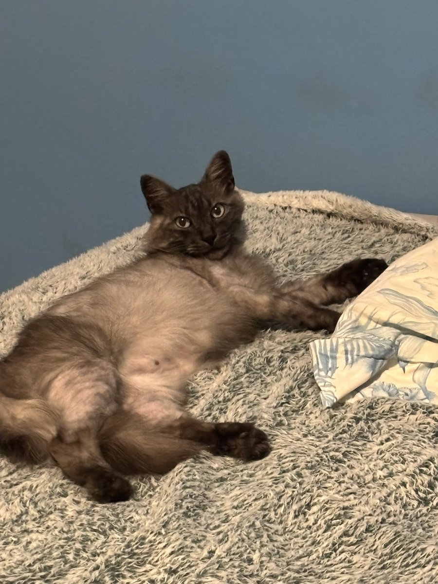 ratazzzanne's tweet photo. @hosrds JURO kkkkkkk e ele fica todo falhado, com as coxa pelada, cara de doente
diagnóstico: verão https://t.co/gLAGaIAPJY