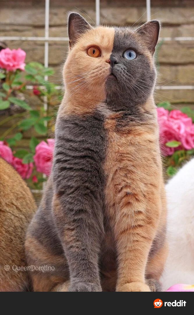 Ideallady5's tweet photo. What should we name this cat? 🐱 https://t.co/FhnFHe21qt