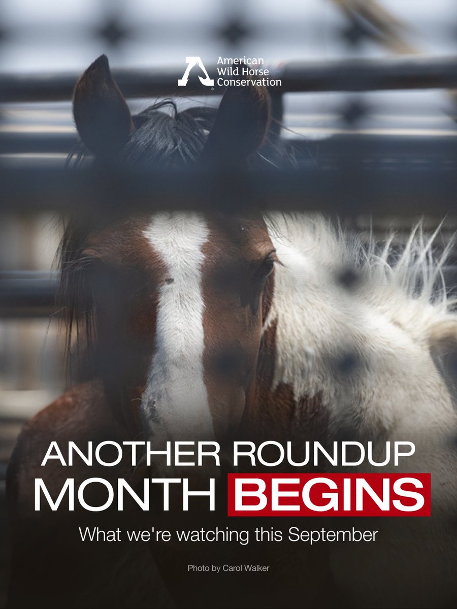 FreeWildHorses tweet picture