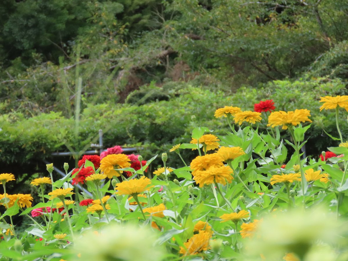 2evPbvS7UBQMosM's tweet photo. おはようございます(⌒▽⌒)
今朝は少し蒸してますね
雨☔降るのかな
天気気をつけてくださいね
今日も宜しくお願いします
#TLを花でいっぱいにしよう https://t.co/bJiXhV7Zlw
