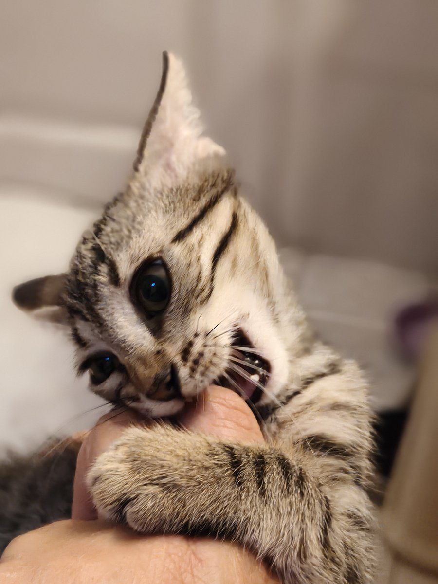 FosterKittensGR's tweet photo. ⚠️ ΠΡΟΣΟΧΗ ΣΚΛΗΡΕΣ ΕΙΚΟΝΕΣ⚠️
Για να μην ξεχνιόμαστε...Χουμανόειδές δέχεται άγρια επίθεση από αδίστακτο, χνουδωτό πιράνχα.
Υιοθετήστε γιατί χανόμαστε ή βοηθήστε όπως αγαπάει ο καθένας!! RT παρακαλώ!! 
#kitten #Μπρελόκ https://t.co/L5SVIMfxiK