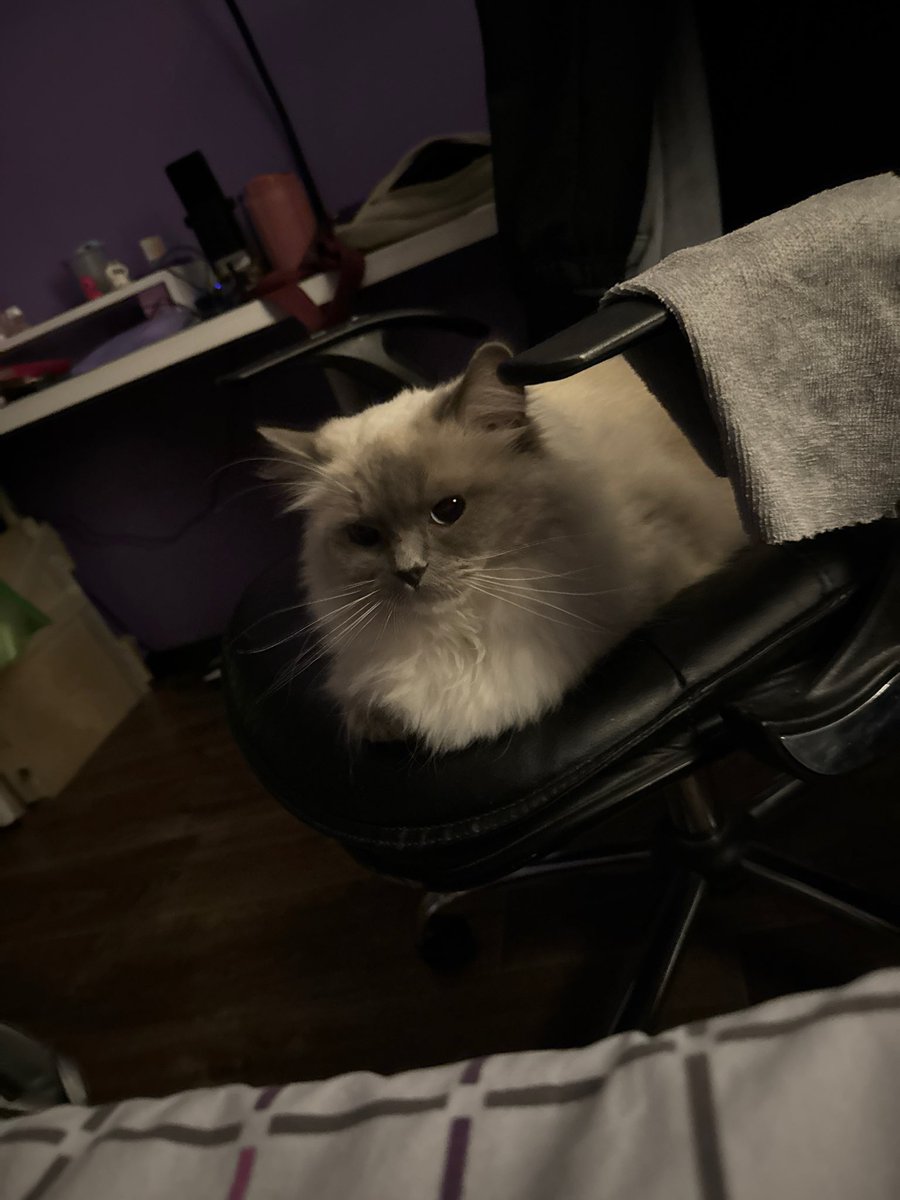 Dee_is_Bee's tweet photo. С Ферачкой достигли компромисса: она спит на кресле потому что любит спать на кресле, а я двигаю кресло к кровати потому что хочу иметь кшк поблизости https://t.co/g6URjxs20F
