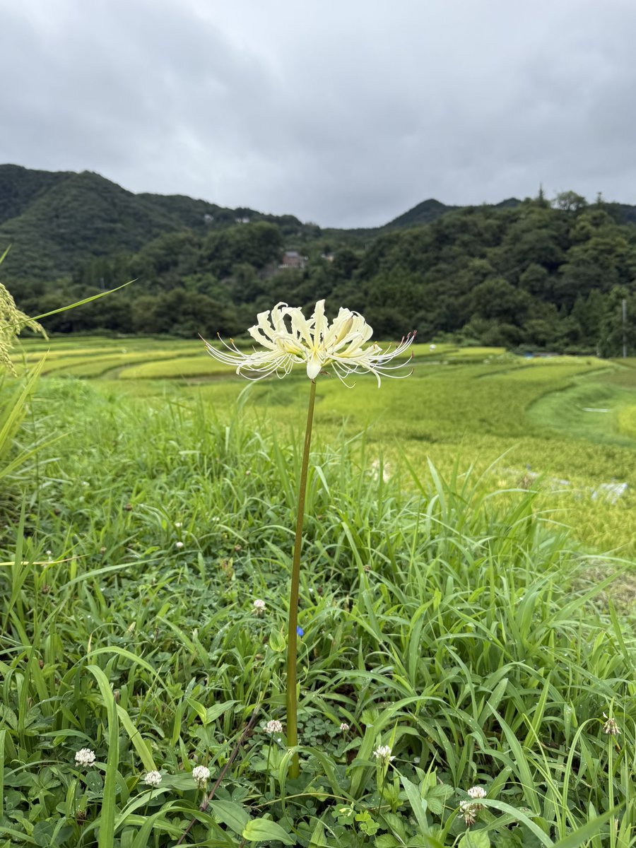 sato03271's tweet photo. おはようございます
寺坂棚田の彼岸花  #季節の花 https://t.co/av9BuSwbiL