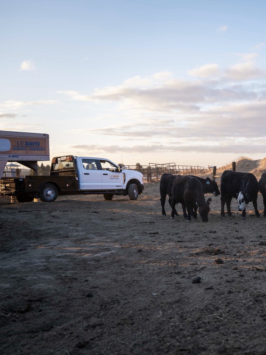 UCDavisCLEAR's tweet photo. And just like that, our herd is home. Yesterday, we transported 71 steers from Vacaville to the UC Davis Feedlot, where they will finish on feed for approximately 180 days. 🌾🐂 1/ https://t.co/oExwA9xzvD