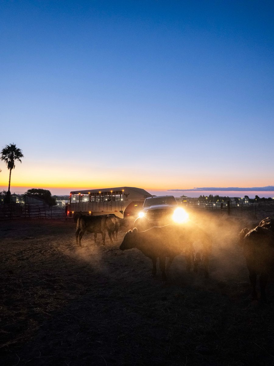 UCDavisCLEAR's tweet photo. And just like that, our herd is home. Yesterday, we transported 71 steers from Vacaville to the UC Davis Feedlot, where they will finish on feed for approximately 180 days. 🌾🐂 1/ https://t.co/oExwA9xzvD