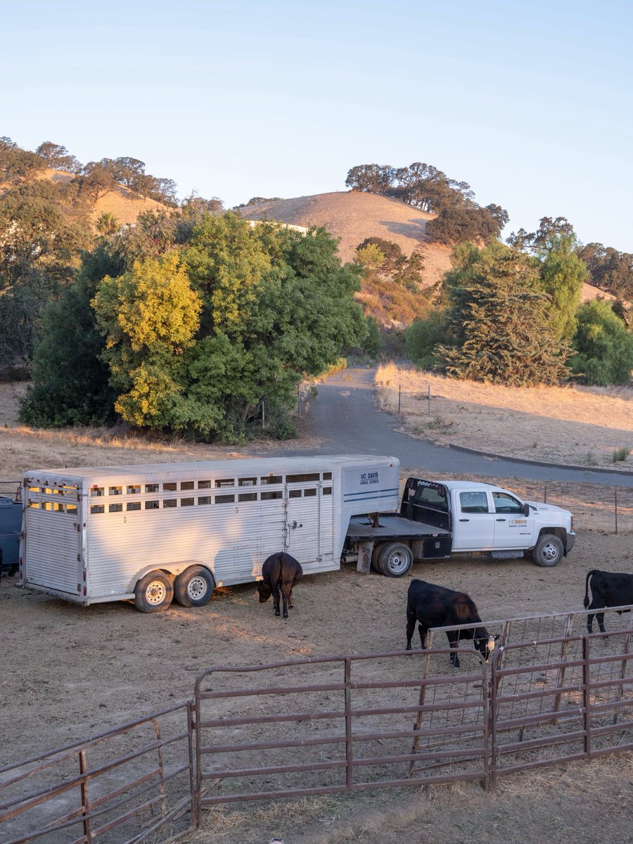 UCDavisCLEAR's tweet photo. And just like that, our herd is home. Yesterday, we transported 71 steers from Vacaville to the UC Davis Feedlot, where they will finish on feed for approximately 180 days. 🌾🐂 1/ https://t.co/oExwA9xzvD