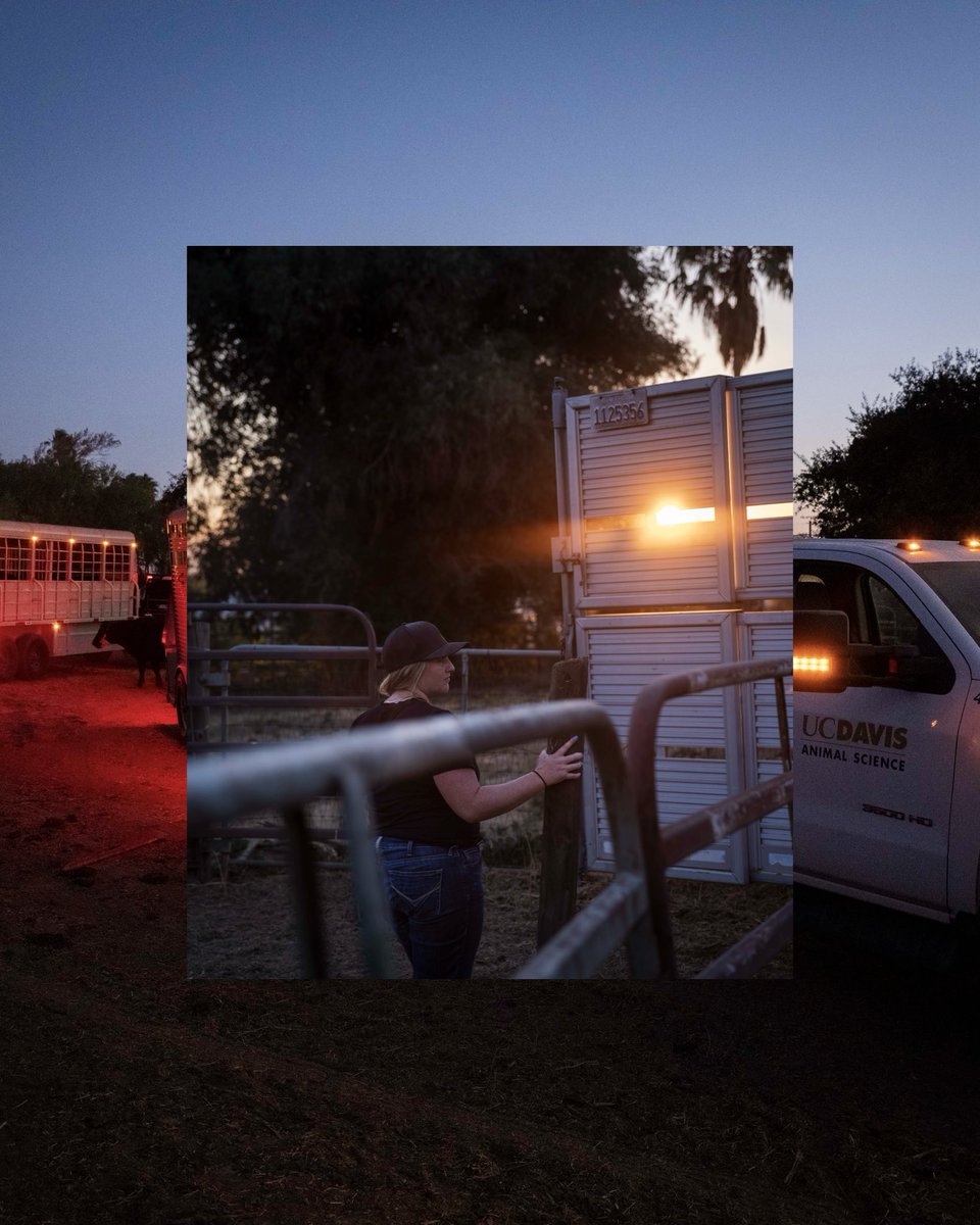 UCDavisCLEAR's tweet photo. And just like that, our herd is home. Yesterday, we transported 71 steers from Vacaville to the UC Davis Feedlot, where they will finish on feed for approximately 180 days. 🌾🐂 1/ https://t.co/oExwA9xzvD