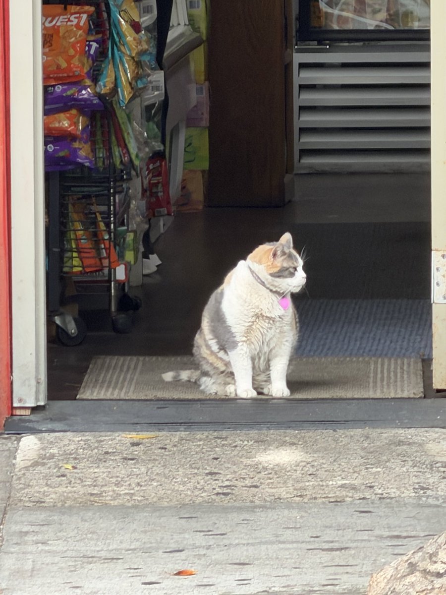 PetzFamily5's tweet photo. @Bodegacats_ @CatWorkers Lilly about to take her stroll to go say hi to her friends. https://t.co/PydQObMYzb