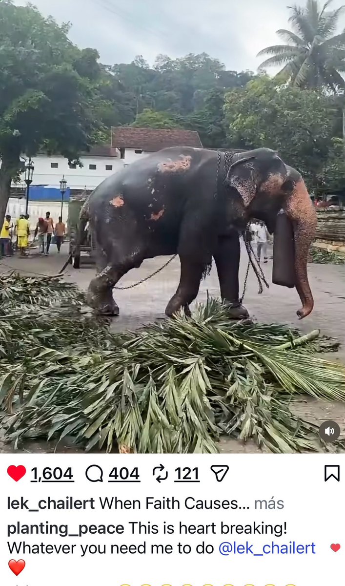 lopezmartosl's tweet photo. Mr. President @AnuraDisanayake, global citizens urge Sri Lanka to end elephant cruelty. Heavy chains &amp; forced labor in festivals must stop.

Thank you @lek_chailert for exposing this. Wildlife needs protection, not abuse.

CC: @EmbaMexInd #AnimalWelfare #SriLanka https://t.co/bmMwSL27FU