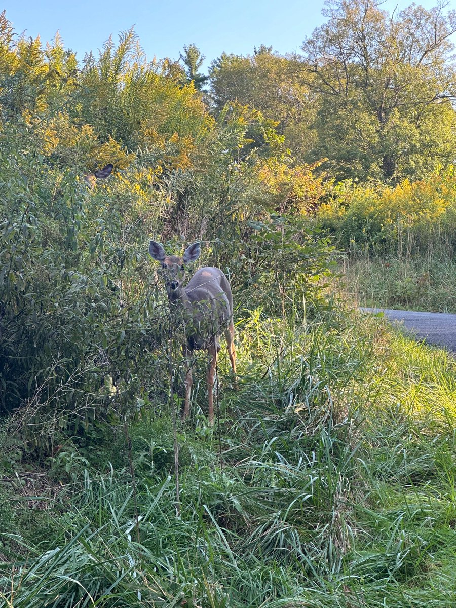 MadisonPartwl0's tweet photo. Encounter these adorable animals on the golf course #golfcourse https://t.co/qewncVh9Wx