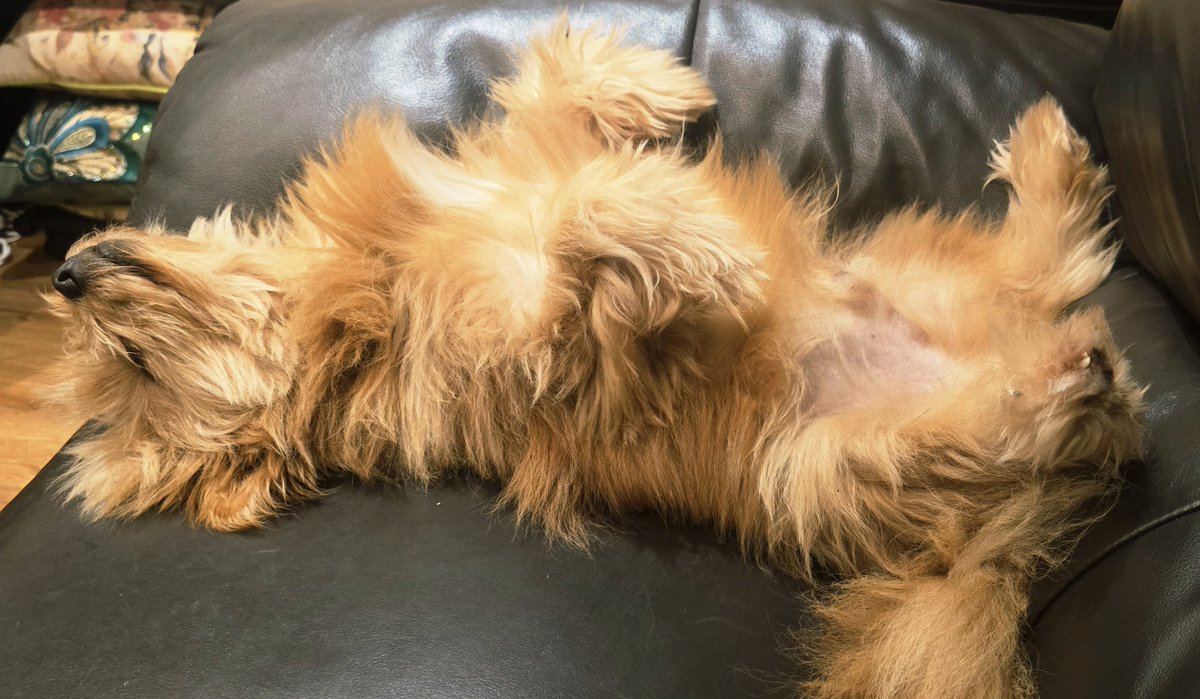 JamesCarlislef1's tweet photo. Living his best life #Louie https://t.co/96zWr9HP8a