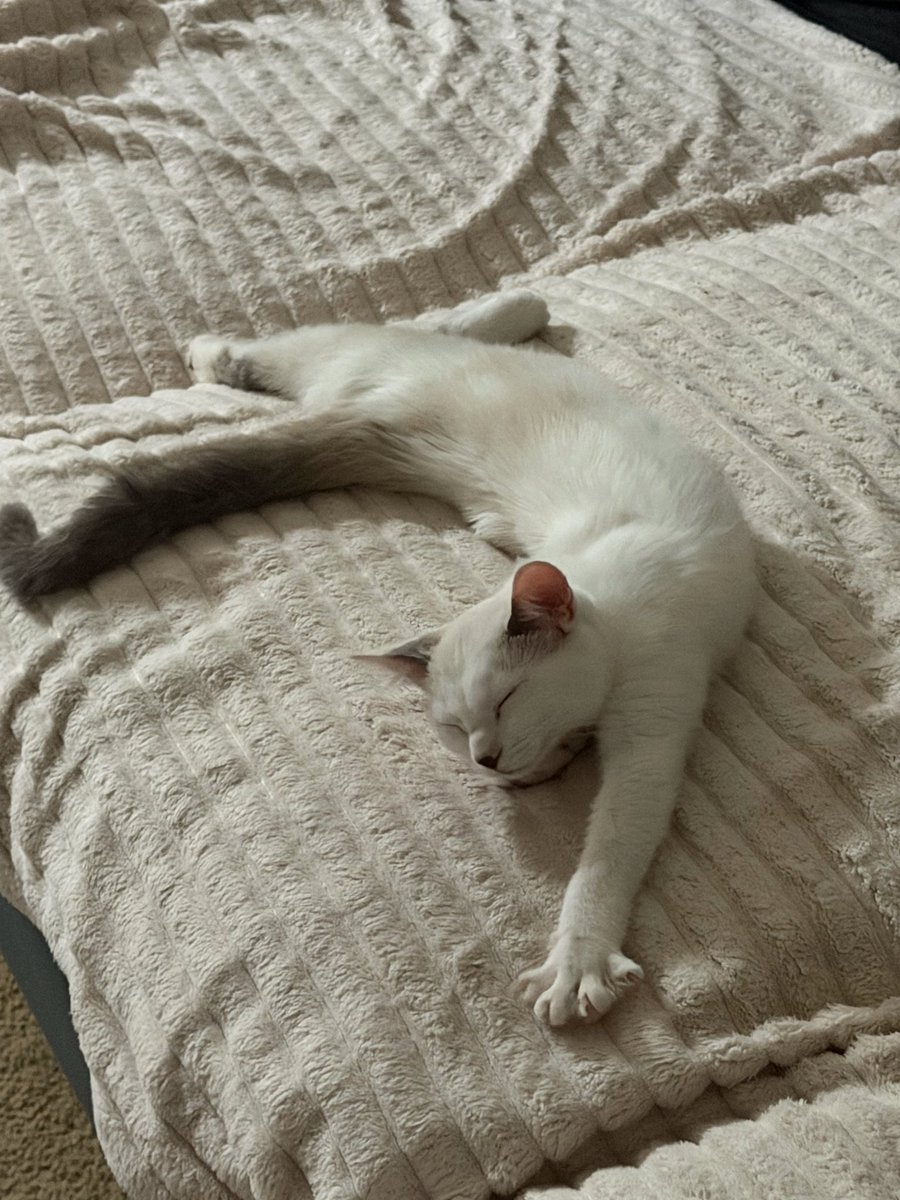 PetzFamily5's tweet photo. @CuteCatsMagic @PostsOfCats @cats kitty stretchhhhhh https://t.co/b5QdlP8T7P