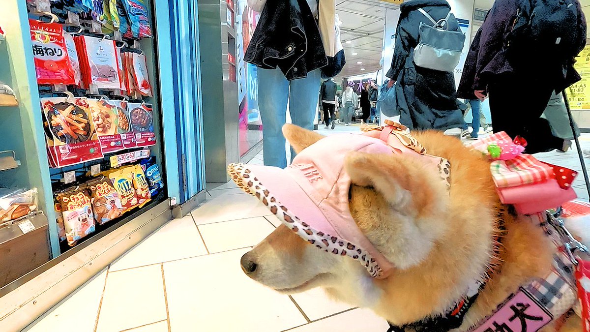 kaijokenruna's tweet photo. 柴犬介助犬るな🐶
表参道駅は複雑でしたが
るなちゃんと一緒に頑張りました

※3月29日撮影 https://t.co/0vhiyXfZ1m