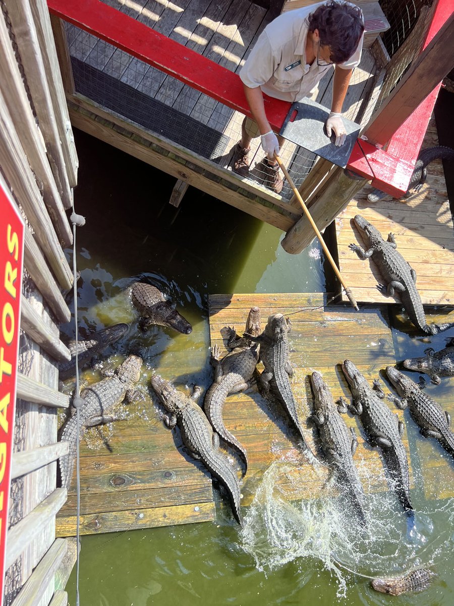 Fudpuckers's tweet photo. What To Do At Fudpucker’s While You Wait For A Table? Plenty!
Visit Gator Beach, browse the Trading Company, play games, tackle the scavenger hunt and explore. At Fudpucker’s, waiting for dinner can be part of the fun!

#Fudpuckers #ThingsToDoInDestin #GatorBeach https://t.co/QIb4goMGa6