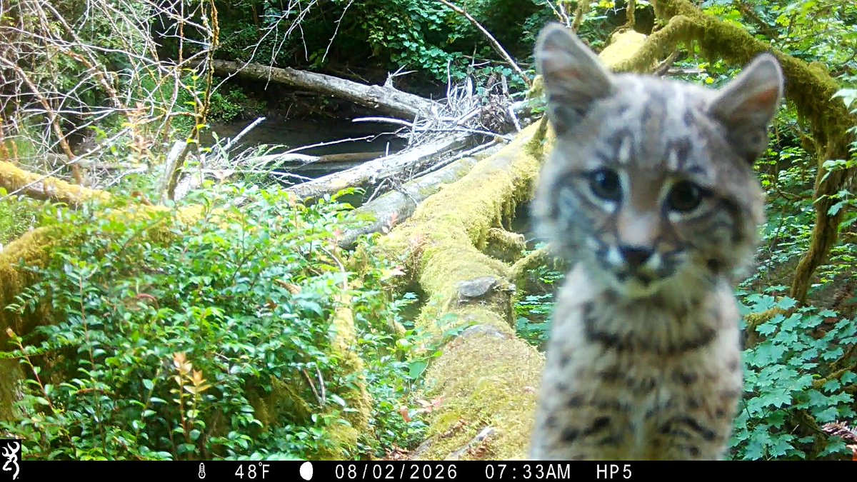 ORCoastWildlife's tweet photo. Mama Bobcat with her kitten - Browning Trail Cameras https://t.co/Wussr8jS4z via @YouTube https://t.co/IG6JkXemFf