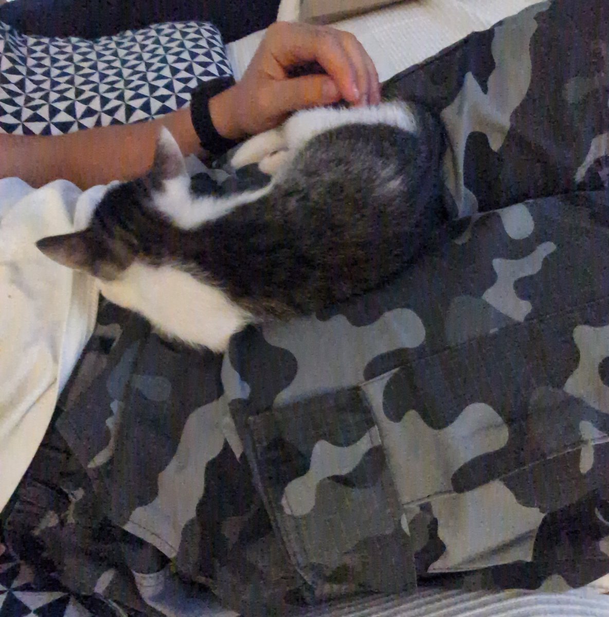 palamosisme's tweet photo. Jo tinc un gat bebè de dos mesos el qual li agrada dormir a sobre meu, vosaltres? https://t.co/9IiYb5m7Yj