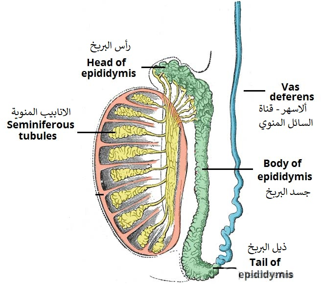 BanderKutbi's tweet photo. مقتطفات عن صحة الرجل: الخصيتين من معجزات الخلق

-مصنع يبدأ بالعمل منذ البلوغ وحتى الوفاة

-تنتج الخصيتين للرجل السليم مئات المليارات من النطف طيلة حياته

-تستغرق رحله تصنيف النطف حوالي 90 يوما

-تبدأ في طرف الانابيب المنوية (الخلايا الام)  وتتطور حتى تصل الى قنوات التجميع المتصلة برأس البربخ

- تخزن النطف في جسد البربخ (الخزان) حتى يتم استخدامها

- تبدأ النطف في التلف بعد اكتمالها بفترة قصير (7+ ايام)

- تصل الى كمية مناسبة بعد يومين على الاقل 

- الافضل 3-4 ايام قبل عمل تحليل السائل المنوي

- تخرج عن طريق "الاسهر" - قناة السائل المنوي